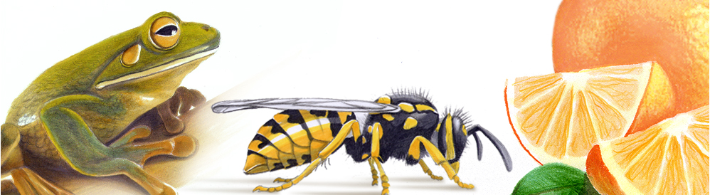 medizinische illustrationen